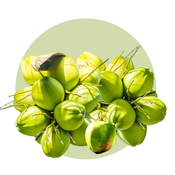 Top Coconut Exporters in Alappuzha india